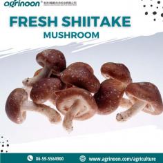 Shiitake Log Supplier in China

With Agrinoon and its carefully selected raw materials that are used for growing mushrooms, you can we encourage customers to buy Shiitake Spawns from us which cater to the highest quality. We also offer different growing mediums to the customers for selling products in the local market. Our offerings allow you get the highest quality spawn for better yield and it can be customized according to the requirements. You can take a look at the products we offer for growing mushrooms and the offering of Mushroom Logs For Sale shows the excellence of cultivation.

Know More: https://www.agrinoon.com/agriculture/chinese-shitake-mushroom-logs-1-oyster-mushroom-spawns/

