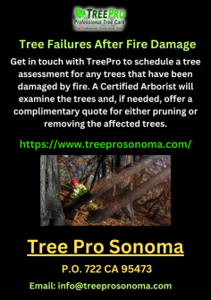 Santa Rosa Tree Removal best Tree Services Tree Care, Fire Clearance. Contact us now for fast Tree Removal service.
https://www.treeprosonoma.com/