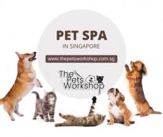 Pet spa Singapore offer several benefits and play an important role in the well-being of pets. Here are some of the benefits and importance of pet spas:

Grooming and Hygiene: Pet spa Singapore provide professional grooming services, including bathing, brushing, nail trimming, and coat trimming. Regular grooming helps maintain a pet’s hygiene by keeping their coat clean, preventing matting, and reducing the risk of skin infections or irritations.

Stress Reduction: Pet spa Singapore create a calming and stress-free environment for pets. The trained groomers handle pets with care and use techniques that promote relaxation. This helps reduce anxiety and stress, especially for pets that may feel anxious or fearful during grooming sessions.

Health Monitoring: During grooming sessions, professional groomers have the opportunity to closely examine a pet’s skin, coat, ears, teeth, and overall condition. They can detect any abnormalities, such as skin irritations, ear infections, dental issues, or lumps, and inform the pet owner, prompting them to seek veterinary care if necessary.

Breed-Specific Grooming: Different breeds of pets require specific grooming techniques and maintenance. Pet spas have experienced groomers who understand the specific needs of various breeds and can provide breed-specific grooming services, ensuring that the pet’s coat and appearance are maintained according to breed standards.

Socialization: Pet spas often offer opportunities for pets to interact with other animals, providing a socialization platform. This can be particularly beneficial for pets that lack regular social interactions or those that need to develop positive behavior around other animals.

Aesthetics and Comfort: Professional grooming at a pet spa can enhance a pet’s appearance, making them look neat, clean, and well-groomed. Trimming of nails, cleaning of ears, and coat maintenance contribute to the pet’s overall comfort and well-being.

Expertise and Safety: Pet spas employ professional groomers who have extensive knowledge and experience in handling different types of pets. They are trained to use appropriate grooming techniques, tools, and products, ensuring the safety and well-being of pets during the grooming process.

In summary, Pet spa Singapore provide a range of benefits, including grooming and hygiene maintenance, stress reduction, health monitoring, breed-specific care, socialization opportunities, aesthetics, and the expertise to ensure a safe and comfortable grooming experience for pets.

Website : https://www.thepetsworkshop.com.sg/