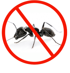 Professional Ant Pest Control Services in Dubai | Guaranteed