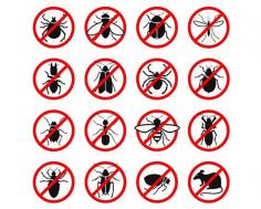 Commercial & Residential Best Pest Control Services in Dubai
