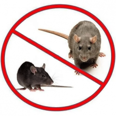 Rodents Pest control services in Dubai | 100 % Guaranteed