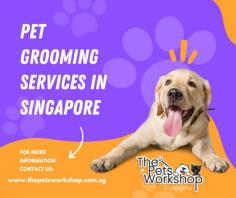 Introduce grooming tools: Gradually familiarize your dog with Pet Grooming Services Singapore tools such as brushes, combs, and clippers. Let them sniff and touch the tools, rewarding them with treats and praise for positive associations.

Socialize your dog: Expose your dog to various environments, people, and other dogs to help them become comfortable with different situations. This will reduce anxiety during grooming sessions.

Practice handling exercises: Gently touch your dog’s paws, ears, and tail to accustom them to being handled. Reward them for calm behavior and gradually increase the duration and intensity of the touching.

Desensitize to grooming procedures: Gradually introduce your dog to grooming procedures like bathing, brushing, and nail trimming. Start with short sessions, rewarding them for cooperation, and gradually increase the duration over time.

Positive reinforcement: Use treats, praise, and rewards to reinforce positive behavior during grooming. Make Pet Grooming Services Singapore a positive experience, associating it with pleasant outcomes for your dog.

Choose a reputable groomer: Research and select a professional groomer with experience in handling dogs and providing quality care. Read reviews and ask for recommendations to ensure your dog is in good hands.

Remember, patience, consistency, and positive reinforcement are key when preparing your Pet Grooming Services Singapore.

Website : http://www.thepetsworkshop.com.sg