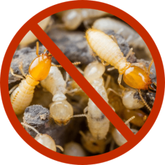 Best & Professional Termites pets Control Services in Dubai