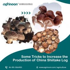 Buy China Shiitake Seeds Online

With Agrinoon and its carefully selected raw materials that are used for growing mushrooms, you can we encourage customers to buy Shiitake Spawns from us which cater to the highest quality. We also offer different growing mediums to the customers for selling products in the local market. Our offerings allow you get the highest quality spawn for better yield and it can be customized according to the requirements. You can take a look at the products we offer for growing mushrooms and the offering of Mushroom Logs For Sale shows the excellence of cultivation.

View More: https://www.agrinoon.com/agriculture/chinese-shitake-mushroom-logs-1-oyster-mushroom-spawns/

