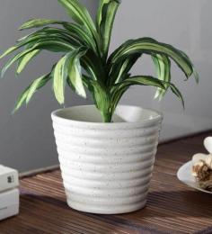 Get Upto 29% OFF on White Ceramic Conical Ringer Shaped Flower Pot at Pepperfry

Buy exclusive White Ceramic Conical Ringer Shaped Flower Pot at 29% OFF.
Explore unique design of pots for plants online at best prices in India.
Shop now at https://www.pepperfry.com/product/white-ceramic-conical-ringer-shaped-flower-pot-1759180.html