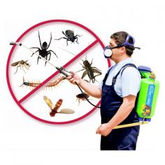 Looking for pest control in Kempton Park? Look no further! Our professional pest control services are safe for the environment and effective in eliminating pests from your home or business. Say goodbye to pests with our eco-pest control solutions.