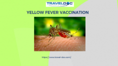 Yellow Fever is a serious viral infection that’s usually spread by a type of daytime biting mosquito known as the Aedes aegypti. It can be prevented with a vaccination.

Know more: https://www.travel-doc.com/service/yellowfever/