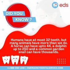 Dental Facts | Emergency Dental Service

Did you know? Humans have at most 32 teeth, but many animals have more than we do. A horse can have up to 44, a dolphin up to 250, and a common garden snail can have thousands. Call us today for more information at 1-888-350-1340. 