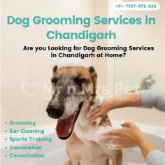 Are you Looking for Dog Grooming Services in Chandigarh at Home? Our expert and certified pet groomer in Chandigarh will come to your home and groom your pet. Book your dog grooming service in Chandigarh today and be worry-free; Contact us now for a rewarding Grooming experience!

Site: https://www.mrnmrspet.com/dog-grooming-in-chandigarh
