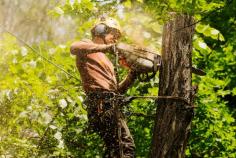 The team at Branch Out Tree Specialists are the experts in tree removal North Shore! With over 15+ years of experience in arboriculture, our team can assist with all kind of tree removals – no matter how big or small. We are passionate about the restoration and conservation of Sydney’s trees, gardens and lifestyle blocks.