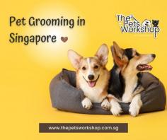 In the bustling city of Singapore, pet owners have discovered a reliable partner in ensuring the well-being and aesthetics of their furry companions: expert pet groomers. These skilled professionals offer a range of services designed to keep pets healthy, happy, and looking their best. Pet groomers in Singapore go beyond simple baths and haircuts. They provide personalized care for each animal, catering to their specific needs and personalities. From breed-specific trims to calming techniques for anxious pets, these groomers demonstrate a deep understanding of animal behavior. Regular grooming sessions with a pet groomer Singapore offer numerous benefits. Beyond the obvious improvements to a pet’s appearance, grooming helps prevent matting, promotes healthy skin, and ensures nails are at a safe length. Additionally, these sessions often lead to the early detection of skin issues or other health concerns. For pet owners seeking dedicated care and expertise, pet groomers in Singapore are the go-to professionals, delivering meticulous services and a commitment to the overall well-being of beloved pets.

Website : https://www.thepetsworkshop.com.sg/