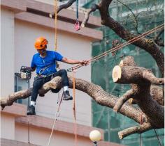 Commerce City Tree Doctors is a trusted family-owned company dedicated to providing exceptional tree care to residents of Commerce City and its surrounding areas. With our deep roots in the industry and 20+ collective years of combined experience, we have become a beacon of reliability and expertise in the field of tree care.