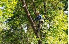 We understand that every tree is unique and we respect the vitality they provide us. So, no matter what kind of tree removal Bondi you’re after, trust the friendly experts at Branch Out Tree Specialists! We even offer after hour services to meet all your emergency tree maintenance requests. 