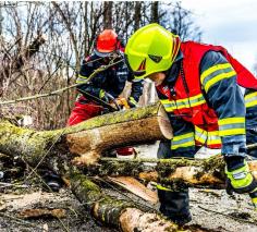 Are you looking for the best tree company in Schaumburg, IL? If yes, you just landed in the right place. Schaumburg Tree Service Pros is a family-owned and locally operated tree company dedicated to providing exceptional tree services to residents of Schaumburg and the surrounding areas. With 20+ collective years of experience in tree service, we understand all types of tree issues, from routine maintenance to emergency tree removal.