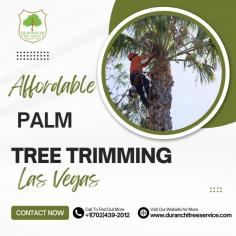 Duranchi Tree Service is your trusted source for affordable palm tree trimming in Las Vegas. We offer a wide range of services, including trimming, pruning, removal, and stump grinding. Our experienced arborists are certified and insured, and we guarantee our work. Call us today for a free quote!

