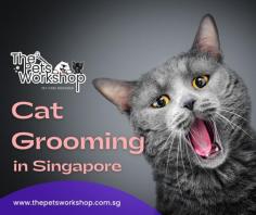 Cat owners understand the significance of grooming their feline friends. Not only does grooming keep cats looking their best, but it also ensures they remain healthy and comfortable in the tropical climate. From regular brushing to prevent matting to nail trims and ear cleanings, cat grooming Singapore is an essential routine for every cat parent. However, grooming isn’t the only aspect of cat care that’s crucial. Feeding your cat the proper diet is equally important. Cats are obligate carnivores, meaning they require a diet high in meat. When selecting cat food, ensure it’s rich in protein and free from fillers and artificial additives. Remember, hydration is key, especially in Singapore’s humid environment. Always provide fresh water alongside their meals. Portion control is vital to prevent obesity, a common issue in domestic cats. Overfeeding can lead to various health problems, including diabetes and joint issues. It’s recommended to follow the feeding guidelines on the cat food package and adjust based on your cat’s activity level. In conclusion, while grooming keeps your cat looking pristine, proper feeding ensures they stay healthy from the inside out. So, how are you ensuring your cat’s well-being in Singapore?

Click this site : https://www.thepetsworkshop.com.sg/