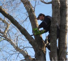 Bartlett Tree Pros is a reliable partner when it comes to tree care services in the Bartlett, Illinois area. We provide our tree services to commercial and residential clients, taking great care of your landscaping project or removing a tree so efficiently you might even forget it was there in the first place!
