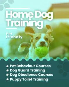 We offer the best home Dog Training Bangalore. Mr n Mrs Pet provides pet training services like dog obedience training, behaviour training, dog guard training, and puppy toilet training service in Bangalore, Karnataka.
visit site : https://www.mrnmrspet.com/dogs-training-in-bangalore

