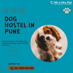  Are you looking for affordable dog boarding services near you in Pune? Mr N Mrs Pet specializes in dog boarding services and provides professional pet hostel in Pune. For dog boarding services visit our website and book your hostel.
Visit Site : https://www.mrnmrspet.com/dog-hostel-in-pune
