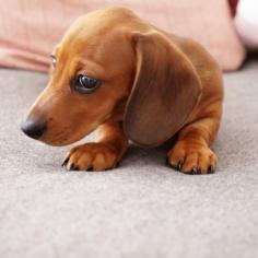 Mini (Long Haired) Dachshund Puppies for Sale in PA, Texas

Find your perfect mini dachshund puppy near you! Browse adorable, playful, and healthy long-haired dachshund puppies for sale under $500 in your area.

Shop Now: https://stardachshunds.com/dachshund-puppies/