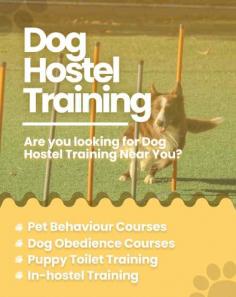 We offer the best Dog Training School Bangalore. Mr n Mrs Pet provides pet training services like dog obedience training, behaviour training, dog guard training, and puppy toilet training service in Bangalore, Karnataka.

visit site: https://www.mrnmrspet.com/dogs-training-in-bangalore
