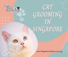 Cat grooming Singapore services are much more than mere grooming; they are an embodiment of care and understanding tailored to suit the specific needs of different cat types.

Understanding Cat Types for Grooming:

1. Short-Haired Cats: Breeds like the Siamese or the Bengal are known for their sleek, short coats. Grooming these cats often involves regular brushing to minimize shedding and occasional bathing.

2. Long-Haired Cats: The majestic Maine Coon or the Persian cat boasts luxurious long fur. These breeds require more intensive grooming to prevent matting and tangles. Regular brushing is essential, and specialized de-matting and coat maintenance may be necessary.

3. Hairless Cats: Breeds like the Sphynx lack traditional fur but have unique grooming needs. They need regular skin cleaning and protection from sunburn due to their hairlessness.

4. Outdoor Cats: Cats that venture outdoors may require more frequent grooming to remove dirt, debris, and potential parasites from their coats.

5. Elderly Cats: Older cats might have specific grooming requirements, as their mobility decreases. Gentle grooming helps maintain their coat and skin health.

Professional cat groomers in Singapore understand these variations in cat types and provide services tailored to each, ensuring your feline companion not only looks their best but enjoys optimal health and comfort. It’s a testament to Singapore’s commitment to the well-being of pets as cherished family members.

Have a look at this site : https://www.thepetsworkshop.com.sg/
