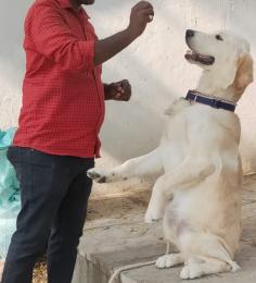 Best Dog Training Services in Bangalore | Expert Guidance	

Discover Mr N Mrs pet dog training in bangalore, from dog obedience and behavior refinement to guard training and puppy toilet essentials. Entrust your loved ones to the experts, ensuring well-behaved, confident companions. Contact us today for a better experience.

View Site: https://www.mrnmrspet.com/dogs-training-in-bangalore

