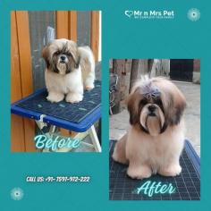 Dog Grooming Services in Chennai: Dog Baths, Haircuts	

Book dog grooming services at home in chennai today with Mr N Mrs Pet. The best offers in pet grooming, bathing, trimming, nail trimming, pet spa, ear cleaning and pet grooming in chennai.

View Site: https://www.mrnmrspet.com/dog-grooming-in-chennai

