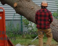 Tree removal is a complex job best left to St Marys’ professionals. At A Plus Tree and Land Management, we offer comprehensive tree removal services for residential and commercial clients. If you have a dying, decaying, or weak tree that poses a potential hazard to you and your property, we can arrange to remove it safely and swiftly for your peace of mind.
