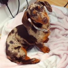 Mini (Long Haired) Dachshund Puppies for Sale in PA, Texas

Find your perfect mini dachshund puppy near you! Browse adorable, playful, and healthy long-haired dachshund puppies for sale under $500 in your area.

Shop now: - https://stardachshunds.com/dachshund-puppies/