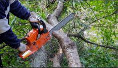 Tree trimming is essential for plant health that focuses on removing dead, dying, diseased branches and branches that rub together or with other branch stubs so that the whole tree continues to grow in a healthy way. Our tree trimming experts in Scottsdale make sure to allow maximum growth for your old and new trees. Widening up the canopy to let light and air filter all through the entire tree allows increased foliage growth while decreasing any risks for diseases. Our experts make sure to remove all suckers and water sprouts from the ground that weaken the wood and steal nutrients from the main tree. Our tree trimming team Phoenix services help to create a strong tree that is able to withstand high winds and winter storms. 