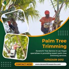 Palm Tree Trimming Cost

Duranchi Tree Service in Las Vegas specializes in providing  palm tree trimming cost, offering the well-being and visual appeal of your trees. Trust us for our expertise in trusted and affordable tree care services.

