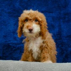 Find the perfect toy for your miniature poodle in Laredo at Abcpuppy.com! Our selection of toys will bring joy and delight to your furry friend, and our unbeatable prices will make you smile too!