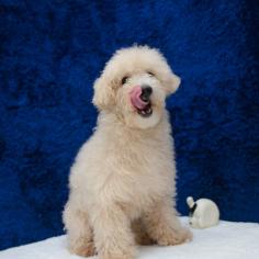 Welcome to Abcpuppy.com, where we offer the most adorable Bichpoo puppies for sale in Austin, TX. Our puppies are lovingly raised with care and attention, so you can be sure you're getting the best companion for your family.