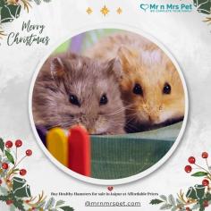 Buy Healthy Hamsters for sale in Jaipur at Affordable Prices. They are adorable and loving animals that are easy to maintain and handle. Buy, Sell and Adopt Hamsters online near you, like Syrian, Winter White, Roborovski, Chinese, and other Dwarf Hamsters in Jaipur.
Visit Site : https://www.mrnmrspet.com/small-pets/hamsters-pair-for-sale/jaipur