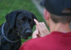 Best Dog Training in Agra | Behaviour & Toilet Trainer	

Discover Mr n Mrs Pet dog training in Agra, from dog obedience and behavior refinement to guard training and puppy toilet essentials. Entrust your loved ones to the experts, ensuring well-behaved, confident companions. Contact us today for a better experience.

View Site: https://www.mrnmrspet.com/dogs-training-in-agra
