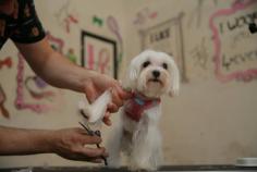 Dog Grooming Services in Raipur: Dog Baths, Haircuts	

Book dog grooming services at home in raipur today with Mr N Mrs Pet. The best offers in pet grooming, bathing, trimming, nail trimming, pet spa, ear cleaning and pet grooming in raipur.

View Site: https://www.mrnmrspet.com/dog-grooming-in-raipur

