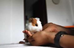 Buy Guinea Pigs for sale in Jaipur. Buy, Sell and Adopt Guinea Pigs Online like Abyssinian, American, Peruvian, Himalayan, Texel, Rex, Sheba, Silkie, and other Teddy Guinea Pigs Online in Jaipur at Affordable Prices. They are adorable and loving animals that are easy to maintain and handle.
Visit Site : https://www.mrnmrspet.com/small-pets/guinea-pigs-pair-for-sale/jaipur