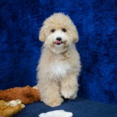Welcome to Abcpuppy.com, where you can find the perfect Bichpoo puppy for sale in McAllen, TX. Our puppies are all up-to-date on vaccinations and come with a 1-year health guarantee. Come find your furry friend today!