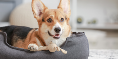 Want to live peacefully with your pet in a rented home? Consider these points, But getting an apartment is not sufficient.

View more: https://www.rajproperties.com/blog/want-to-live-peacefully-with-your-pet-in-a-rented-home-consider-these-points/