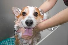 Dog Grooming Services in Patna: Dog Baths, Haircuts	

Book dog grooming services at home in patna today with Mr N Mrs Pet. The best offers in pet grooming, bathing, trimming, nail trimming, pet spa, ear cleaning and pet grooming in patna.

View Site: https://www.mrnmrspet.com/dog-grooming-in-patna
