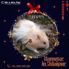 Buy Healthy Hamsters for sale in Udaipur at Affordable Prices. They are adorable and loving animals that are easy to maintain and handle. Buy, Sell and Adopt Hamsters online near you, like Syrian, Winter White, Roborovski, Chinese, and other Dwarf Hamsters in Udaipur.
Visit Site : https://www.mrnmrspet.com/small-pets/hamsters-pair-for-sale/Udaipur