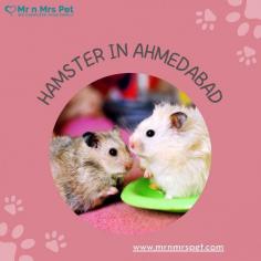 Buy Healthy Hamsters for sale in Ahmedabad at Affordable Prices. They are adorable and loving animals that are easy to maintain and handle. Buy, Sell and Adopt Hamsters online near you, like Syrian, Winter White, Roborovski, Chinese, and other Dwarf Hamsters in Ahmedabad
Visit Site : https://www.mrnmrspet.com/small-pets/hamsters-pair-for-sale/ahmedabad
