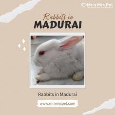 Buy Healthy Rabbits for sale in Madurai at Affordable Prices. They are adorable and loving animals that are easy to maintain and handle. Buy, Sell and Adopt Rabbits online near you, like American, Dutch, Holland lop, Netherland Dwarf, Mini Lop, and other Angora Rabbits in Madurai.
Visit Site : https://www.mrnmrspet.com/small-pets/rabbits-pair-for-sale/madurai