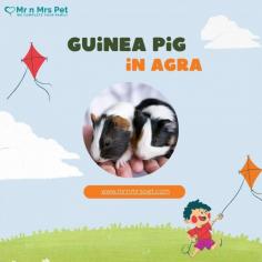 Buy Guinea Pigs for sale in Agra. Buy, Sell and Adopt Guinea Pigs Online like Abyssinian, American, Peruvian, Himalayan, Texel, Rex, Sheba, Silkie, and other Teddy Guinea Pigs Online in Agra at Affordable Prices. They are adorable and loving animals that are easy to maintain and handle.
Visit Site : https://www.mrnmrspet.com/small-pets/guinea-pigs-pair-for-sale/agra