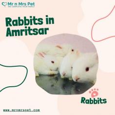Buy Healthy Rabbits for sale in Amritsar at Affordable Prices. They are adorable and loving animals that are easy to maintain and handle. Buy, Sell and Adopt Rabbits online near you, like American, Dutch, Holland lop, Netherland Dwarf, Mini Lop, and other Angora Rabbits in Amritsar
Visit Site : https://www.mrnmrspet.com/small-pets/rabbits-pair-for-sale/amritsar