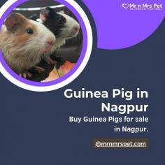 Buy Guinea Pigs for sale in Nagpur. Buy, Sell and Adopt Guinea Pigs Online like Abyssinian, American, Peruvian, Himalayan, Texel, Rex, Sheba, Silkie, and other Teddy Guinea Pigs Online in Nagpur at Affordable Prices. They are adorable and loving animals that are easy to maintain and handle.
Visit Site : https://www.mrnmrspet.com/small-pets/guinea-pigs-pair-for-sale/nagpur