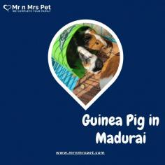 Buy Guinea Pigs for sale in Madurai. Buy, Sell and Adopt Guinea Pigs Online like Abyssinian, American, Peruvian, Himalayan, Texel, Rex, Sheba, Silkie, and other Teddy Guinea Pigs Online in Madurai at Affordable Prices. They are adorable and loving animals that are easy to maintain and handle.
Visit Site : https://www.mrnmrspet.com/small-pets/guinea-pigs-pair-for-sale/madurai