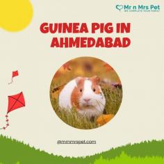 Buy Guinea Pigs for sale in Ahmedabad. Buy, Sell and Adopt Guinea Pigs Online like Abyssinian, American, Peruvian, Himalayan, Texel, Rex, Sheba, Silkie, and other Teddy Guinea Pigs Online in Ahmedabad at Affordable Prices. They are adorable and loving animals that are easy to maintain and handle.
Visit Site : https://www.mrnmrspet.com/small-pets/guinea-pigs-pair-for-sale/ahmedabad